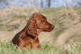 SETTER IRLANDAIS 305